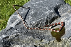 IMG_7993-scaled