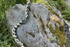 IMG_8007-scaled