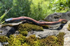 IMG_8040-scaled